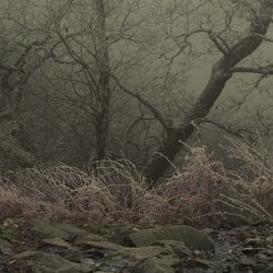 Aldea forest